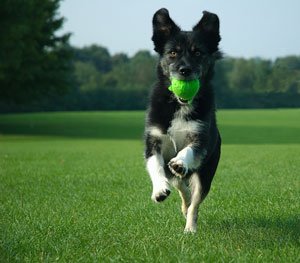 My dog playing fetch in Central Park