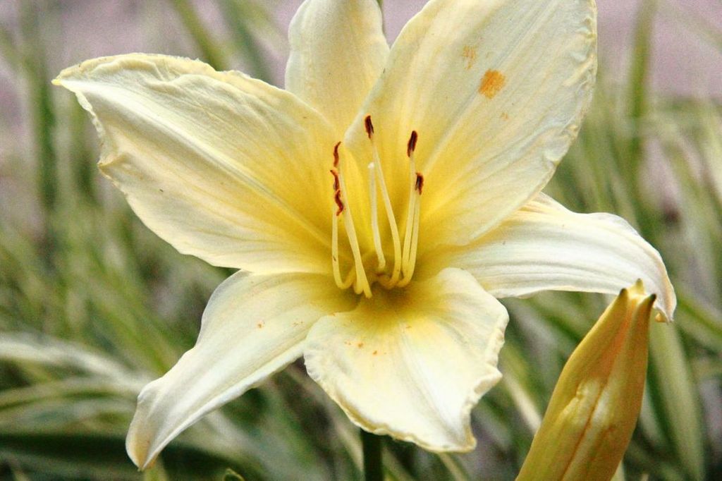 White flower close up iris