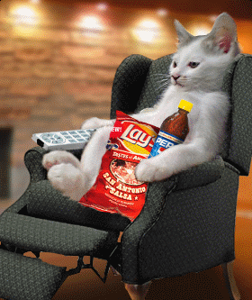 Cat watching TV switching channels and snacking in chair
