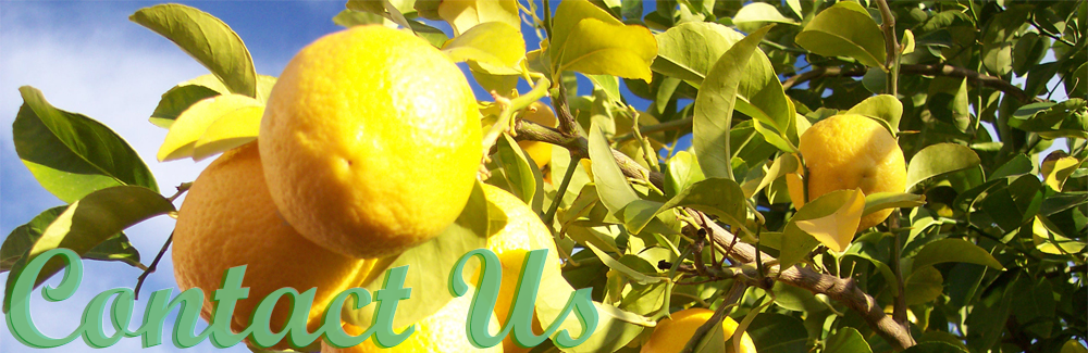 Contact Us lemons orchard fruit Free Banner Website Design Billings Montana by SkyPoint Studios