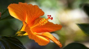 Hibiscus Flower Deep Golden Orange Google+ Covers