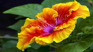 Hibiscus Flower Orange Yellow Google+ Covers