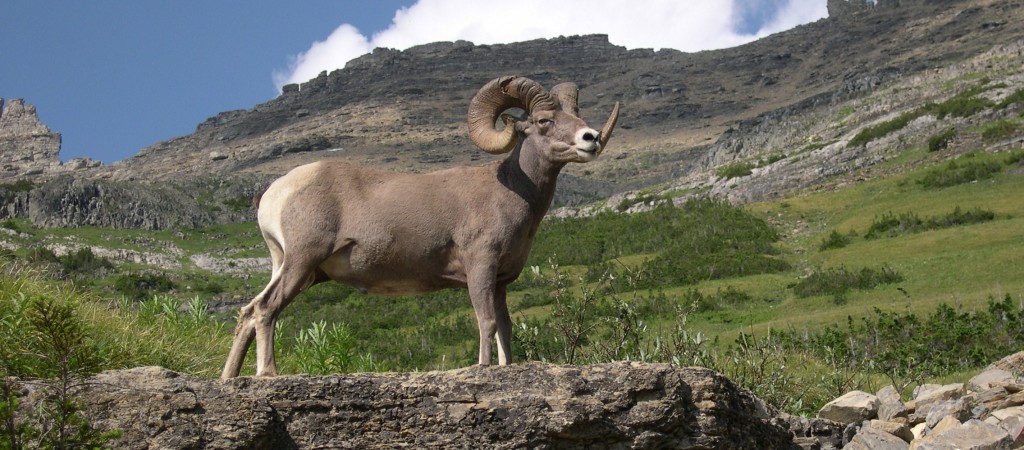 Montana Big Horn Sheep Facebook Covers