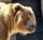 Montana State Animal Brown Bear Favicon