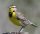 Montana State Bird Favicon