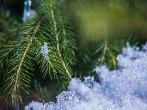 Pine Needles Snow Twitter Backgrounds