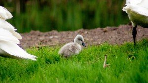 Spring-Baby-Duck-in-Grass-Google+-Covers