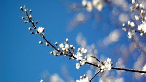 Spring Blossoms Google+ Page Cover