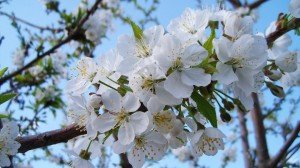 Spring Blossoms White Flowers with Buds-Google+-Covers