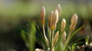 Spring Grass Buds Blooming Google+ Cover Page