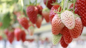 Strawberries Ripening on the Vine Google+ Covers